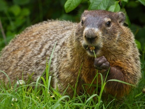 Groundhog in Clover